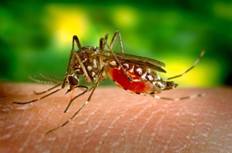 mosquito_241115