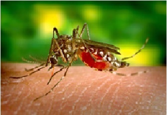 mosquito_dengue
