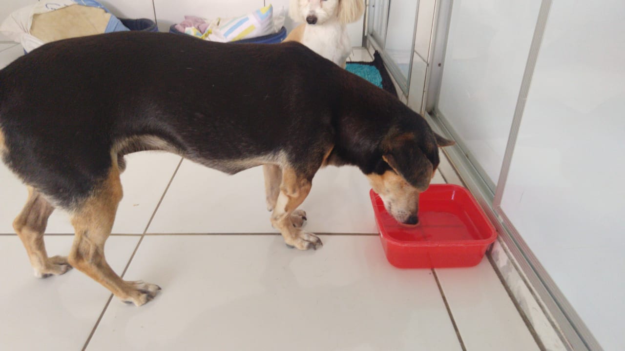 Bob tomando água