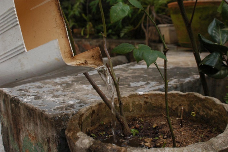 Dengue_100113
