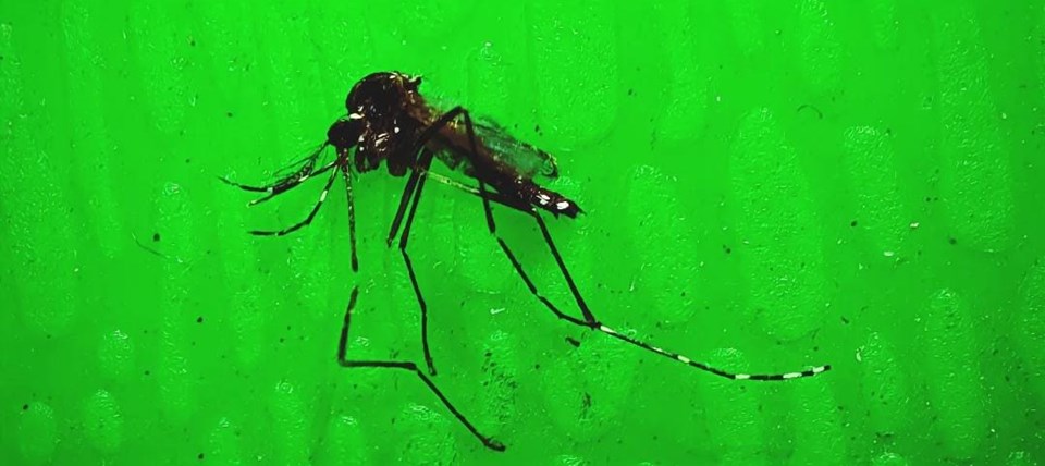 MATÉRIA DENGUE SEMANA 25