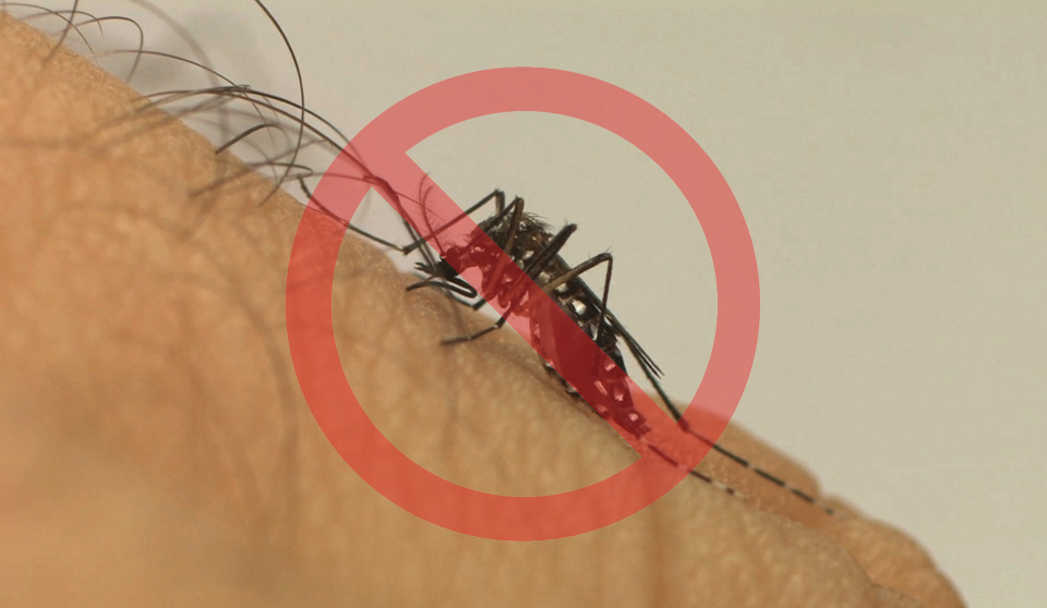 MOSQUITO