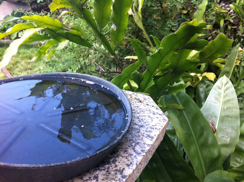 Quintal_141215-1