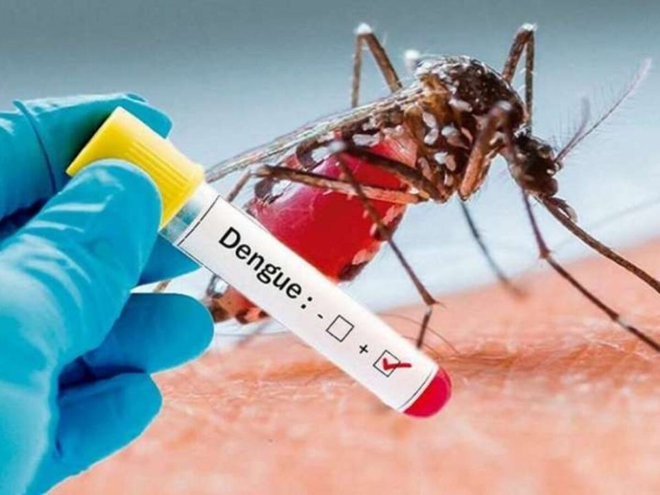 Texto dengue semana 21
