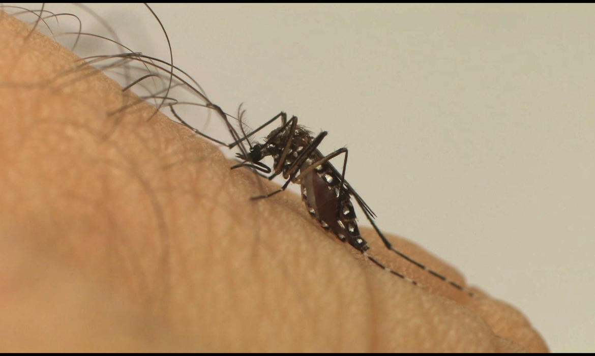 aedes_aegypti_fiocruz