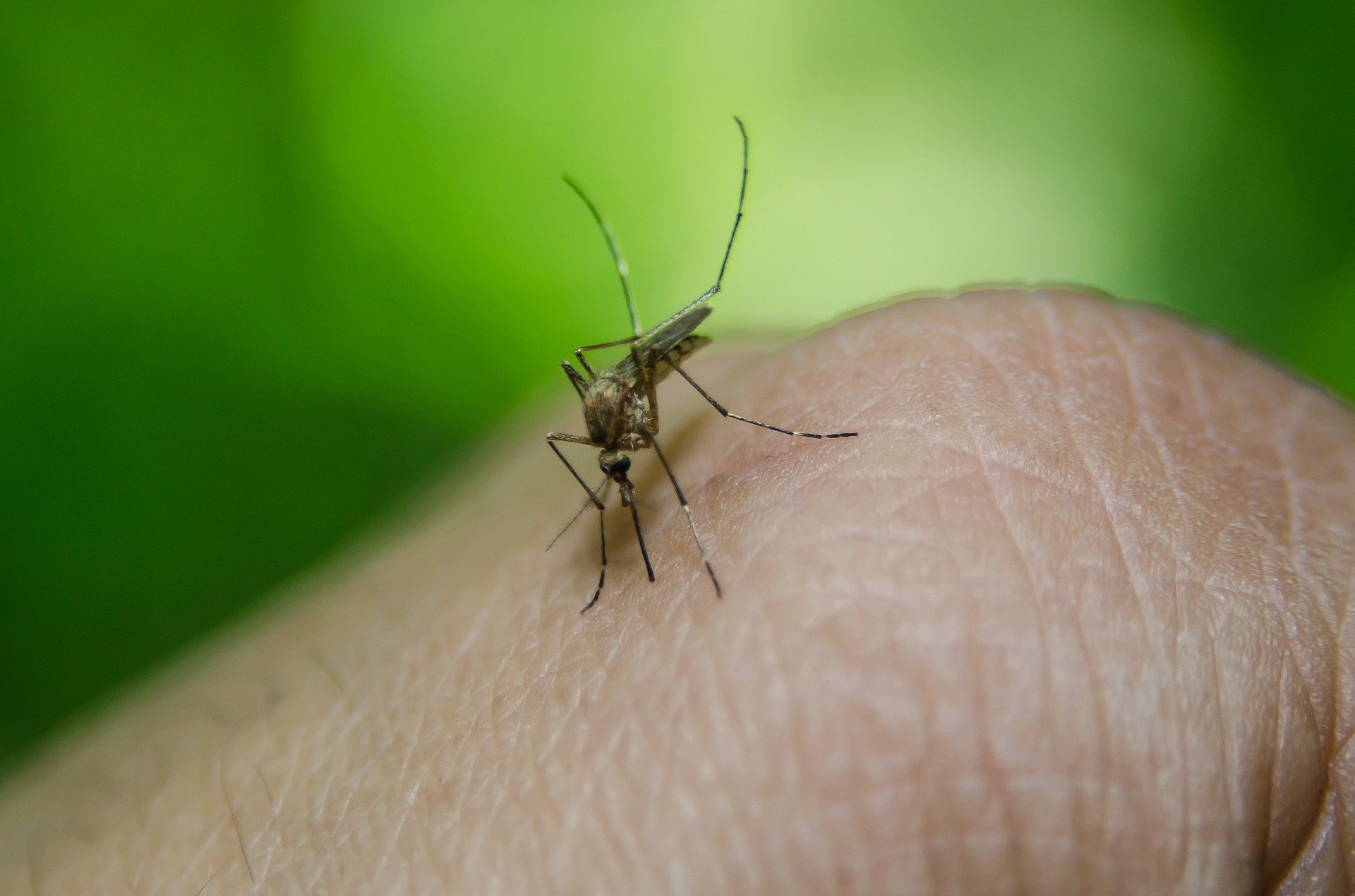 bug-ge3e0122a8_1920