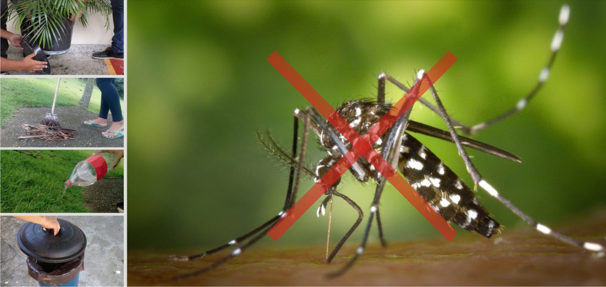 foto mosquito (002)-2