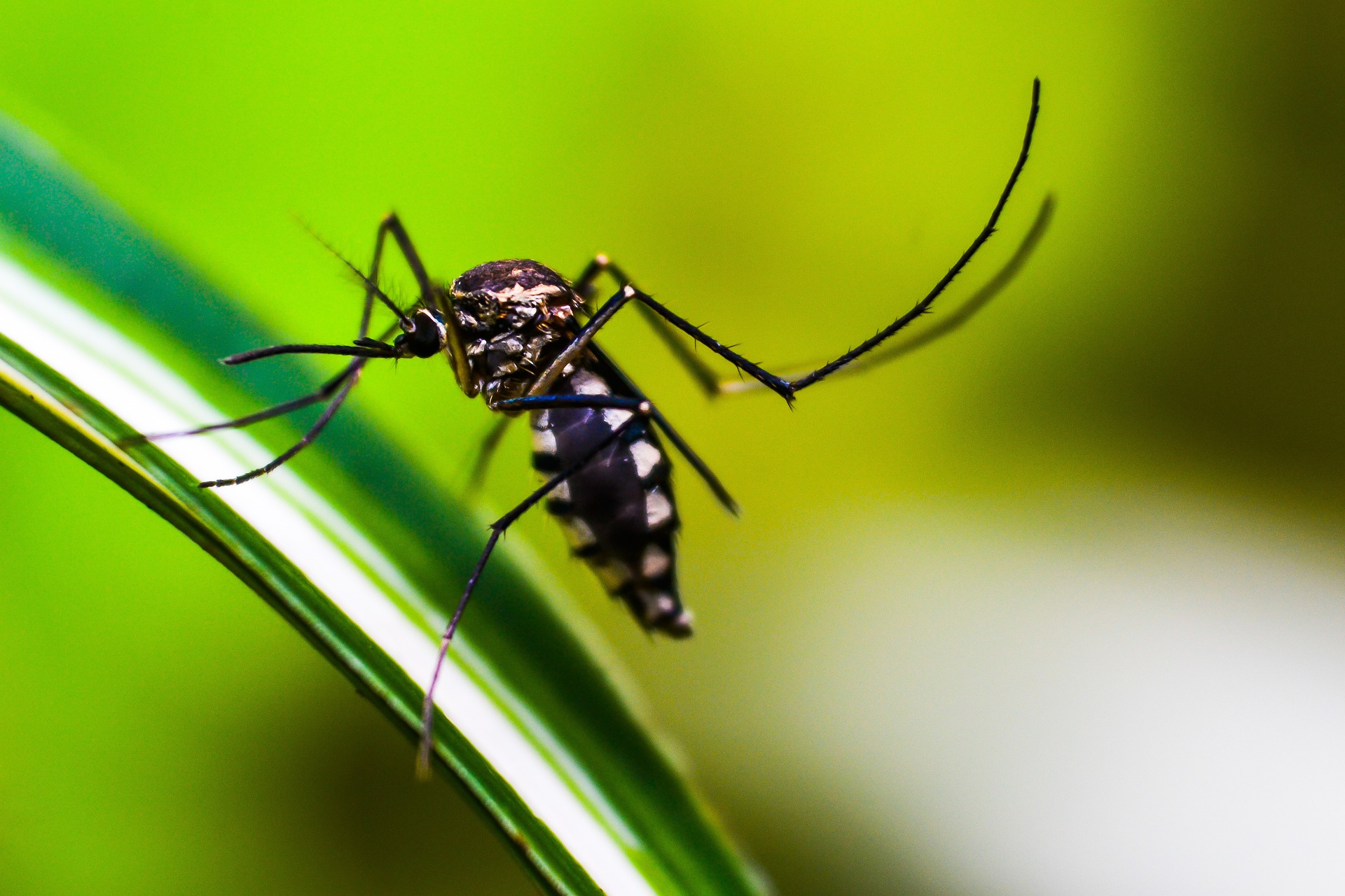 mosquito-g509250ef9_1920