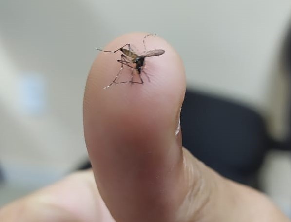 mosquito