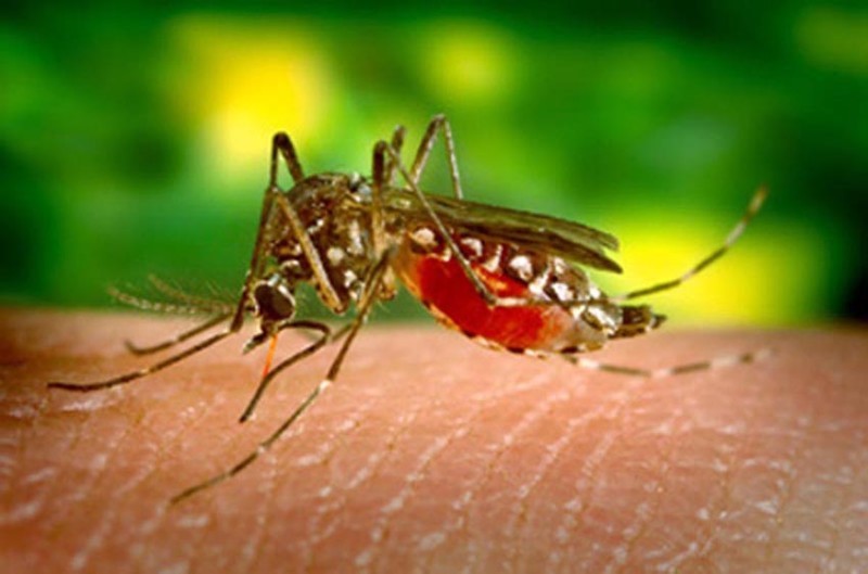 mosquito_241115