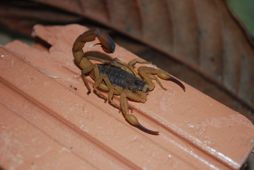 EscorpiaoAmarelo