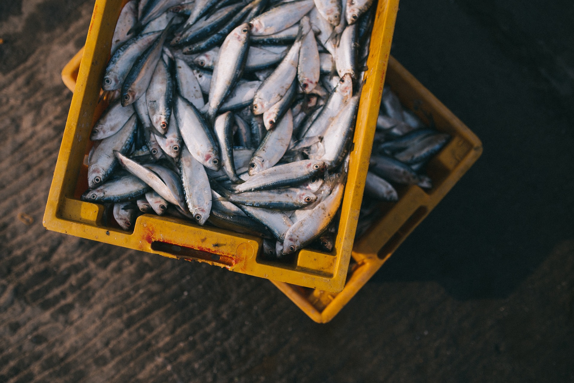 Peixe