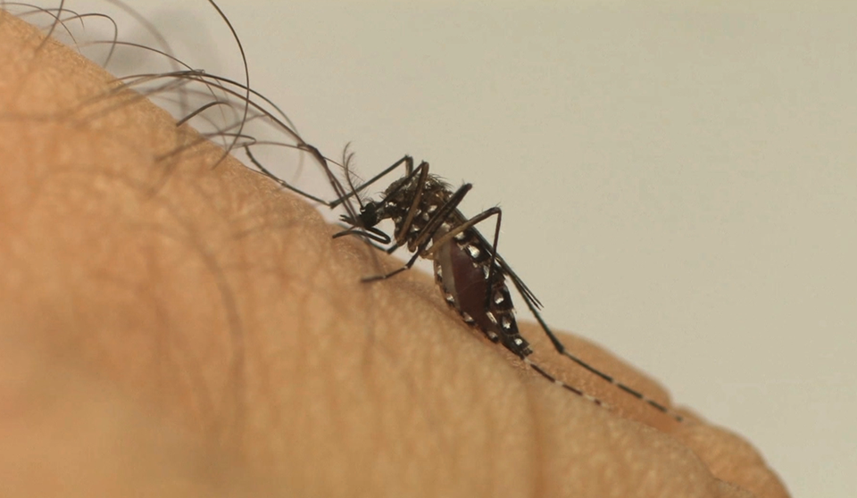 aedes_aegypti_fiocruz1 (1)