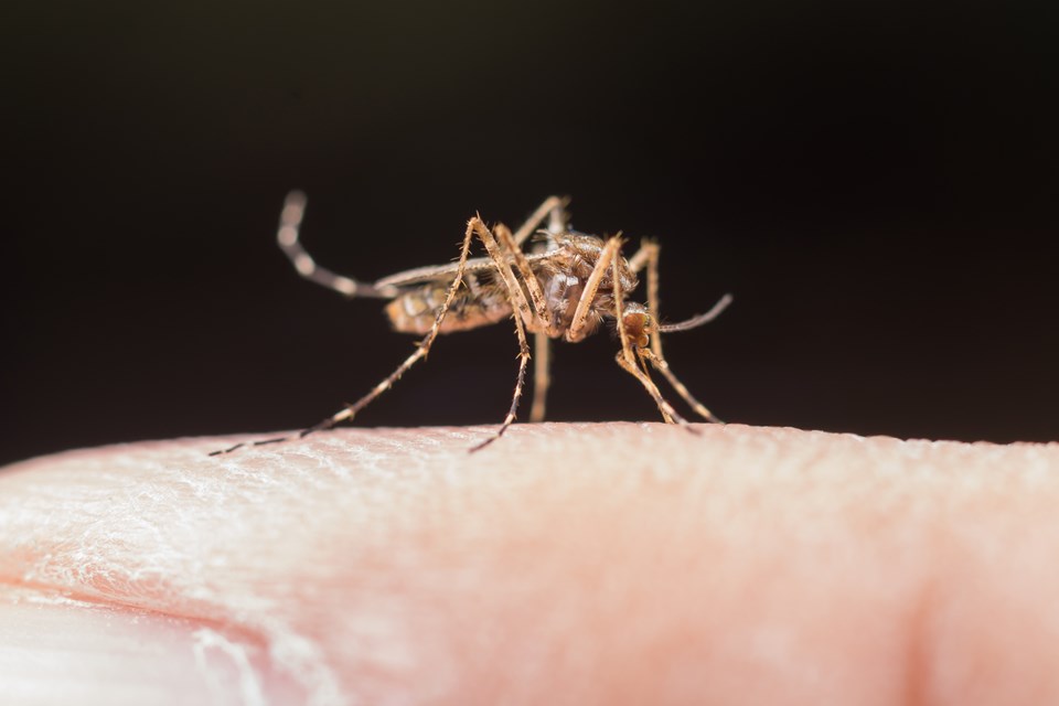 mosquito-1